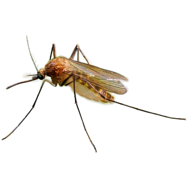 Northern house mosquito (Culex pipiens)