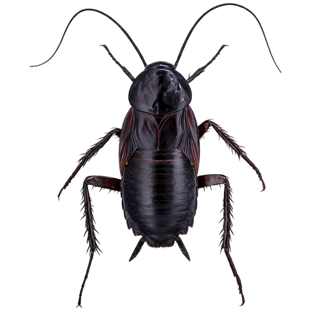 Oriental cockroach (Blatta orientalis)