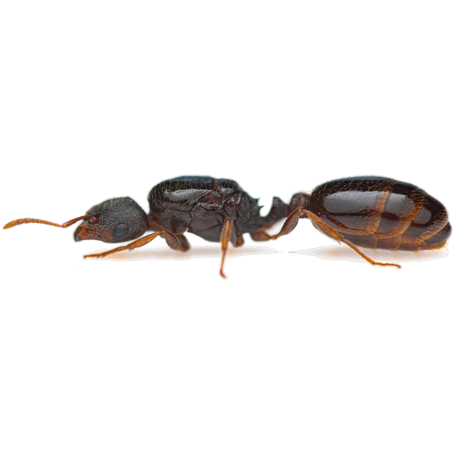 Pavement ant (Tetramorium immigrans)
