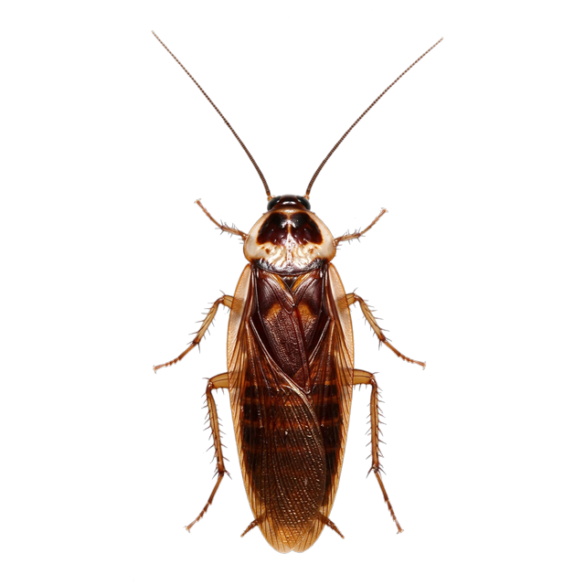 Pennsylvania wood cockroach (Parcoblatta pennsylvanica)
