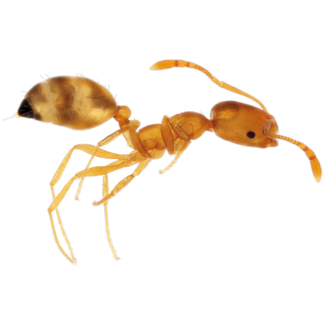 Pharaoh ant (Monomorium pharaonis)