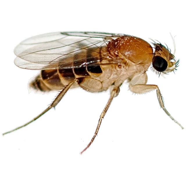 Phorid fly (Megaselia scalaris)
