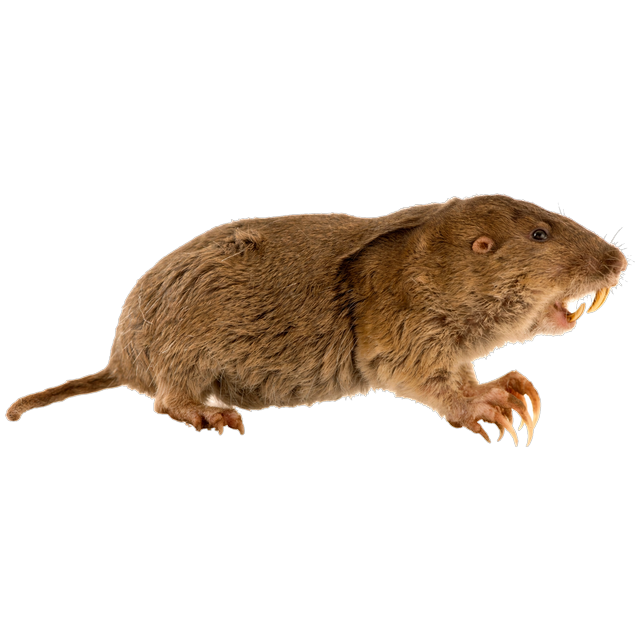 Plains pocket gopher (Geomys bursarius)