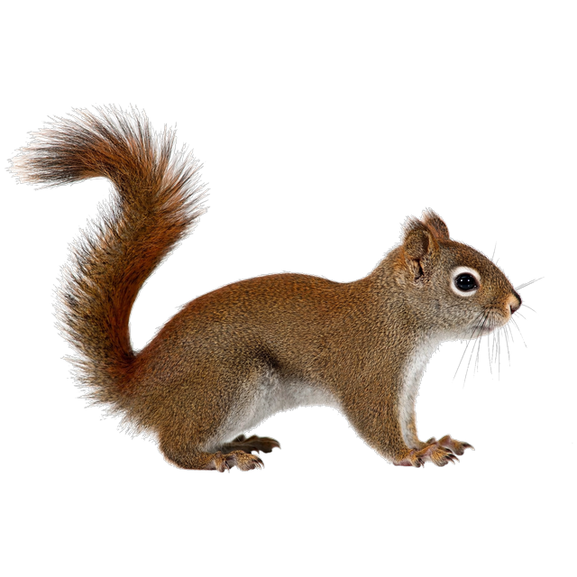 Red squirrel (Tamiasciurus hudsonicus)