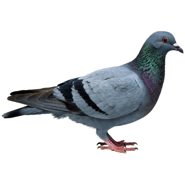 Rock pigeon (Columba livia)