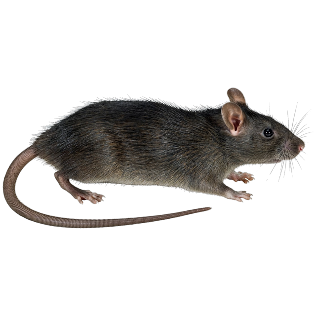 Roof rat (Rattus rattus)