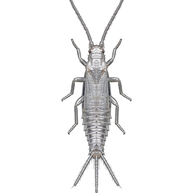 Silverfish (Lepisma saccharinum)