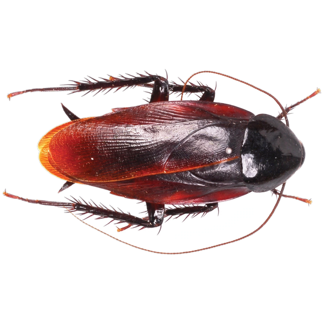 Smokybrown cockroach (Validiblatta fuliginosa (syn. Periplaneta fuliginosa))