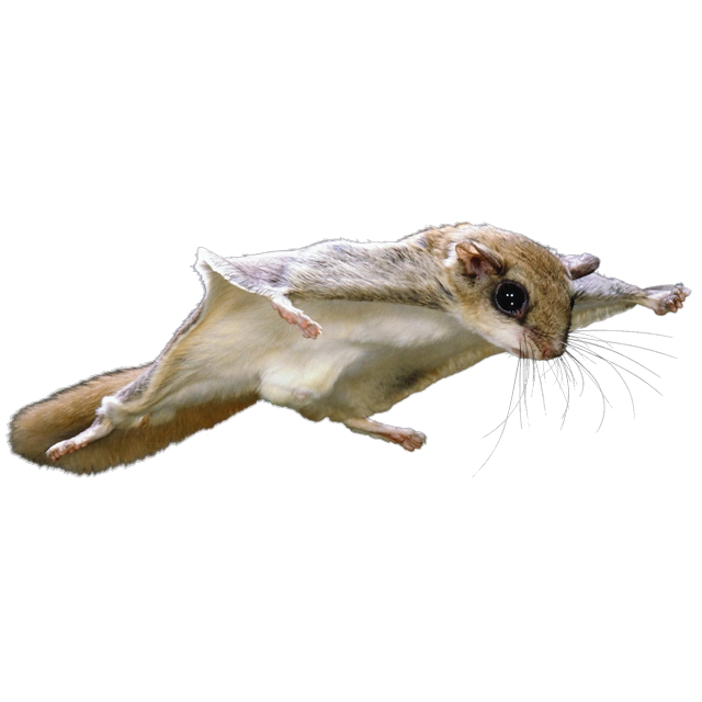 Southern flying squirrel (Glaucomys volans)