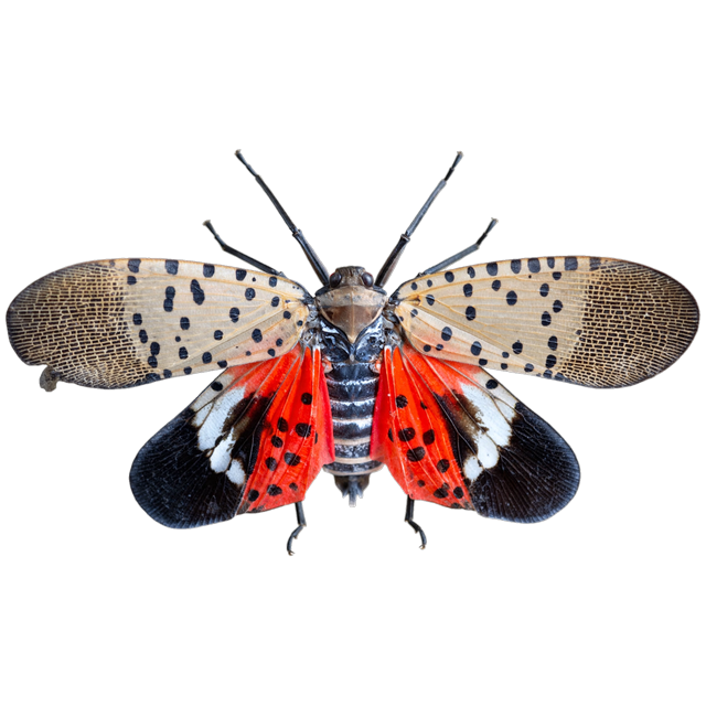 Spotted lanternfly (Lycorma delicatula)