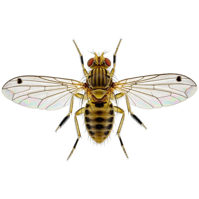 Spotted-wing drosophila (Drosophila suzukii)