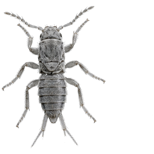 Springtail (Collembola)