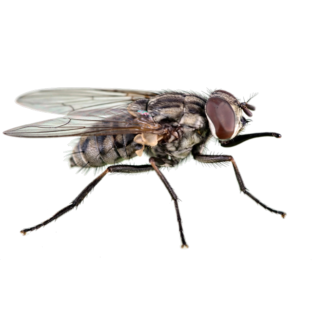 Stable fly (Stomoxys calcitrans)
