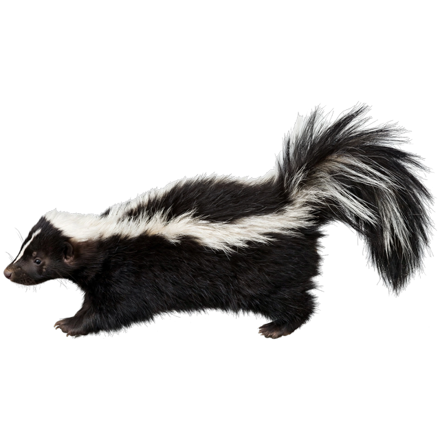 Striped skunk (Mephitis mephitis)