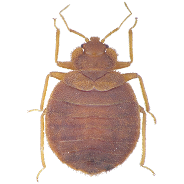 Swallow bug (Oeciacus vicarius)