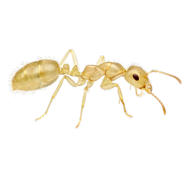 Thief ant (Solenopsis molesta)