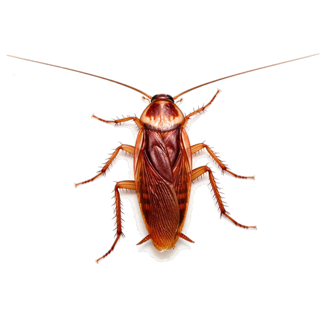 Turkestan cockroach (Shelfordella lateralis)