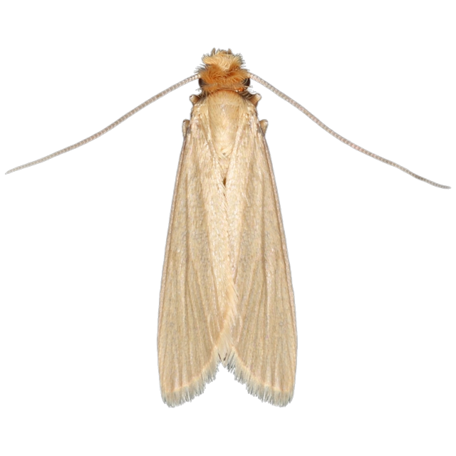 Webbing clothes moth (Tineola bisselliella)