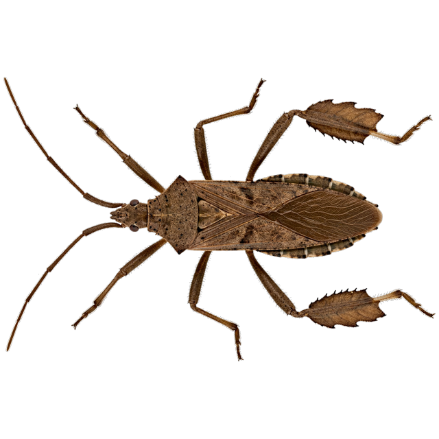 Western conifer seed bug (Leptoglossus occidentalis)