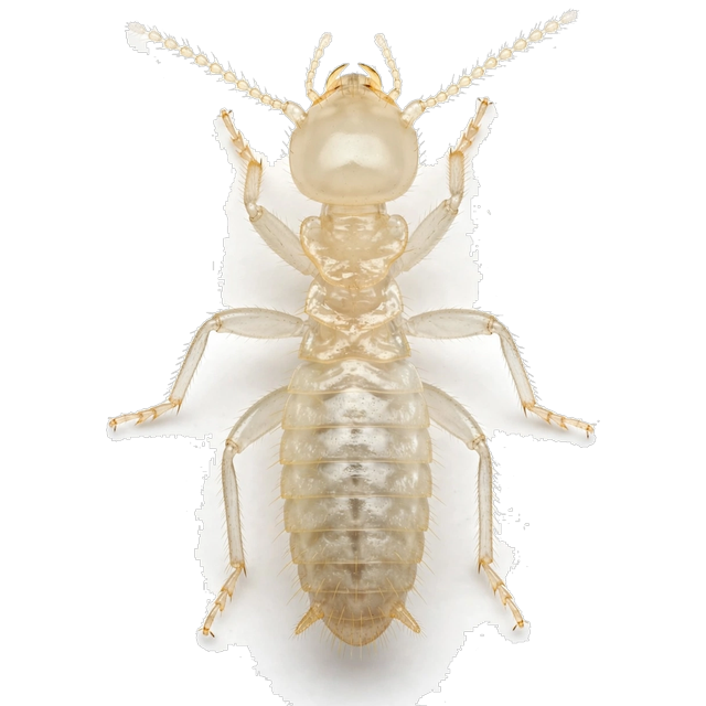 Western subterranean termite (Reticulitermes hesperus)