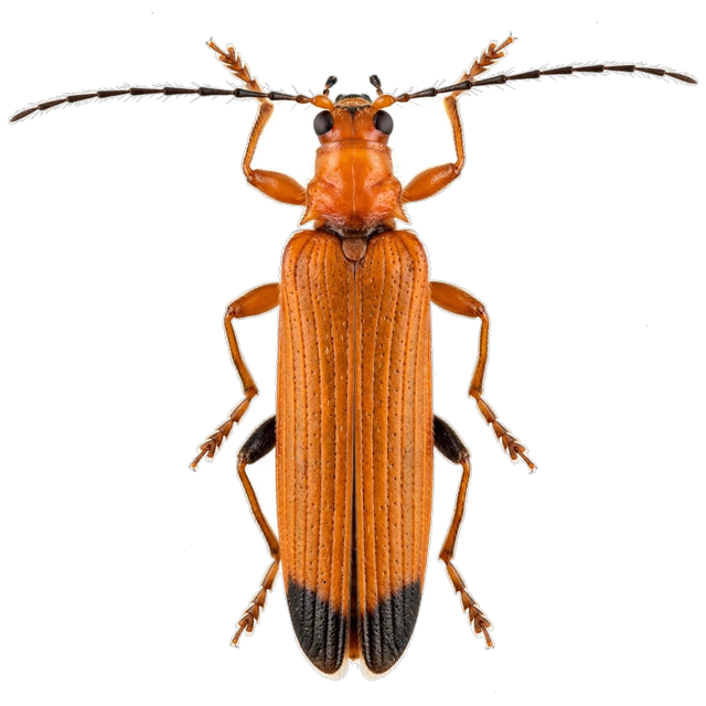Wharf borer (Nacerdes melanura)