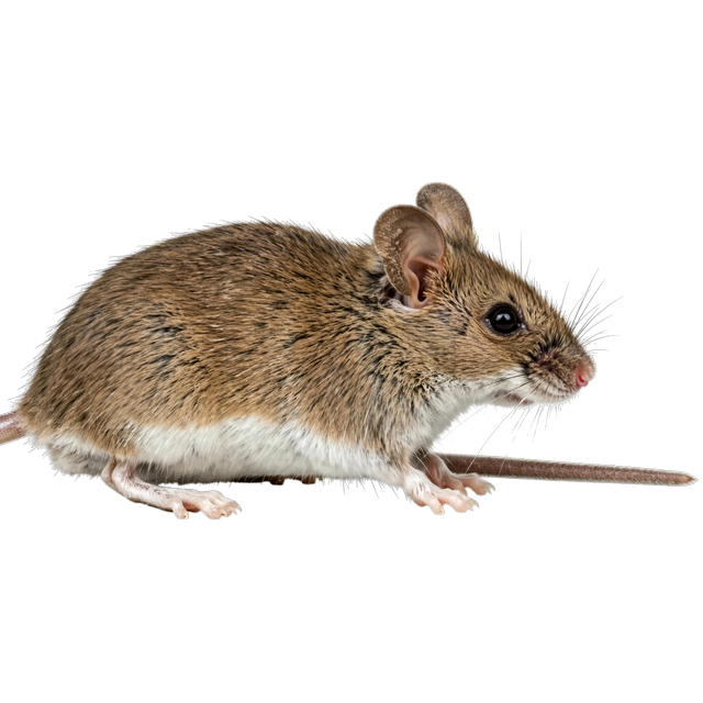 White-footed mouse (Peromyscus leucopus)