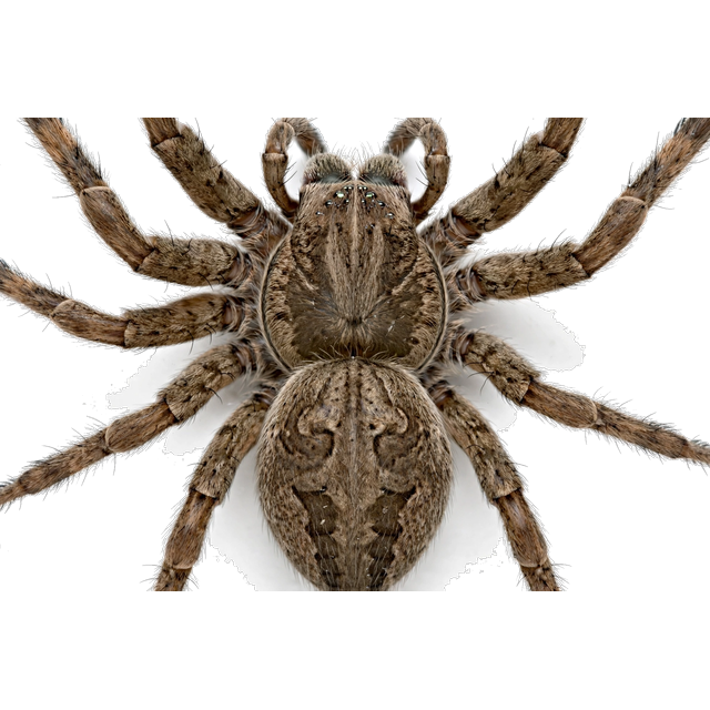 Wolf spider (Lycosidae)