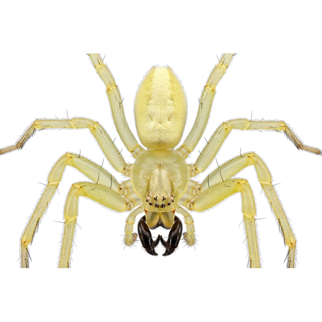 Yellow sac spider (Cheiracanthium mildei)